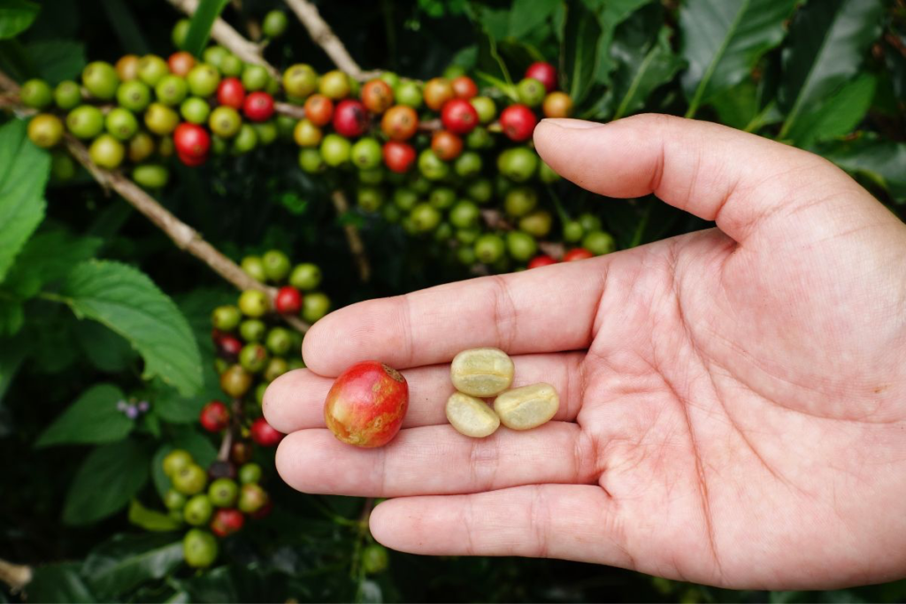 Coffee’s Hidden Story
